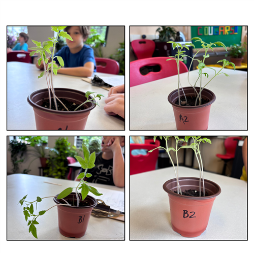 4 tomato plants